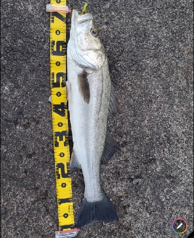 シーバスGETだぜ!