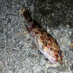 メバリングJH単体