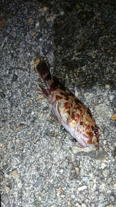 メバリングJH単体