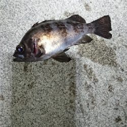 風裏メバリング