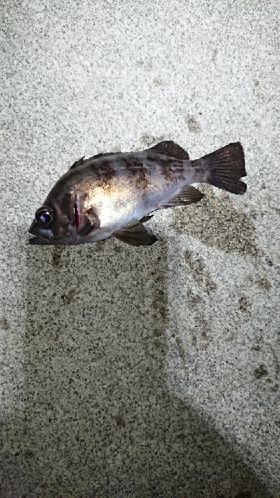 風裏メバリング