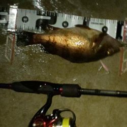 ダブル本命ゲット