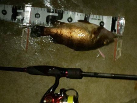 ダブル本命ゲット