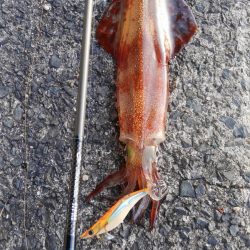 遂に、40cmアップ？