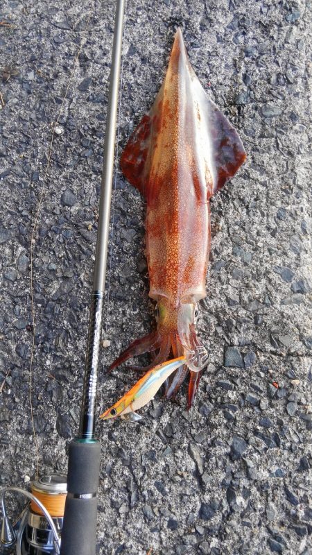 遂に、40cmアップ？