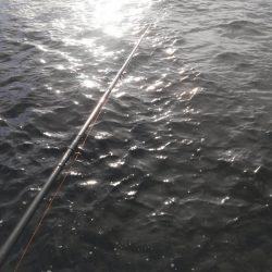 久しぶりにキャッチ