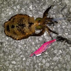 やっときましたキロアオリん