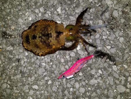 やっときましたキロアオリん