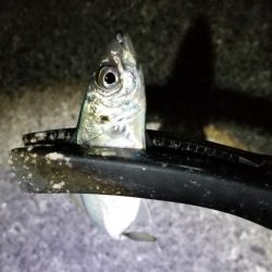 アジング　激渋