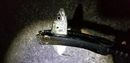 アジング　激渋