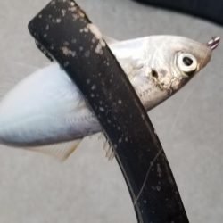 アジング　初島漁港