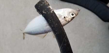 アジング　初島漁港