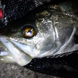 アジング中にランカーシーバス