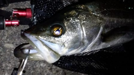 アジング中にランカーシーバス