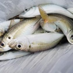 アジング 辰ヶ浜の漁