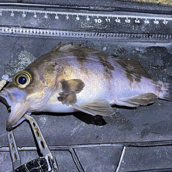 二見メバリング(2020-3)