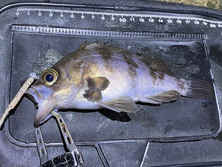 二見メバリング(2020-3)