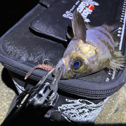 姫路メバリング(2020-4)