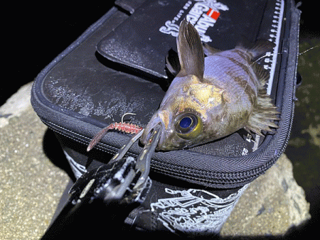 姫路メバリング(2020-4)