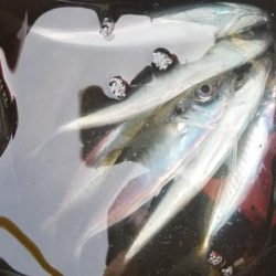 初島　アジング