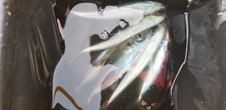 初島　アジング