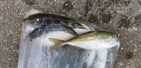 ナイトアジング