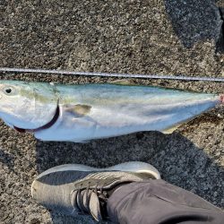 久々の青物ゲット!