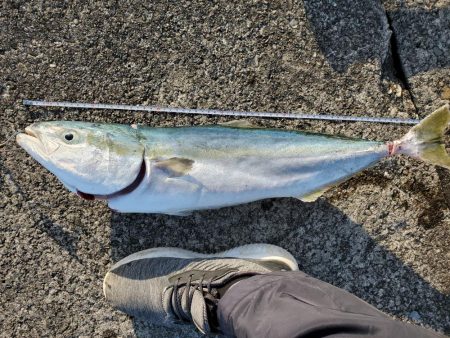 久々の青物ゲット!