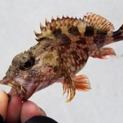 アジング　辰ヶ浜