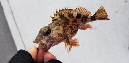 アジング　辰ヶ浜