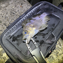 高砂メバリング(2020-6)