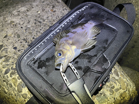 高砂メバリング(2020-6)