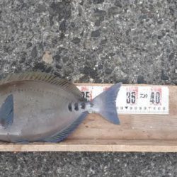 タカノハダイ、サンノジ、アジ沢山（＾＾）ｂ