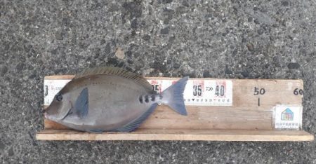 タカノハダイ、サンノジ、アジ沢山（＾＾）ｂ