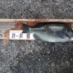 グレ！！シーズン的に厳しいかと思いましたが、、、