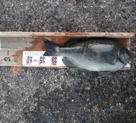 グレ！！シーズン的に厳しいかと思いましたが、、、