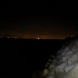 メバルが釣れてた、、ラッキーな夜