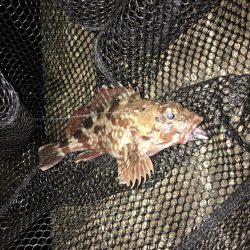 メバリング 小メバル多数