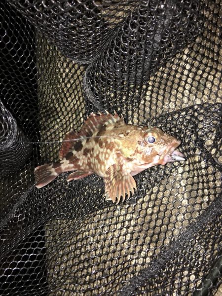 メバリング　小メバル多数