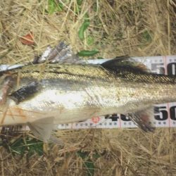 ビッグベイトでやる気スイッチ?