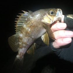 洲本温泉メバル3種盛り!