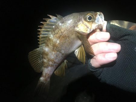 洲本温泉メバル３種盛り！