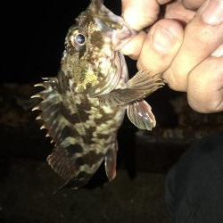 メバル を狙いに