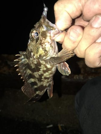 メバル を狙いに