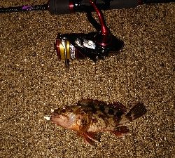 今日もガシリング