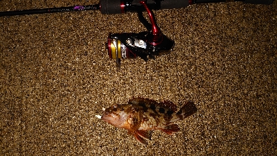 今日もガシリング