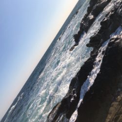 三浦半島　ヒラスズキ