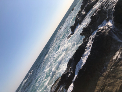 三浦半島　ヒラスズキ