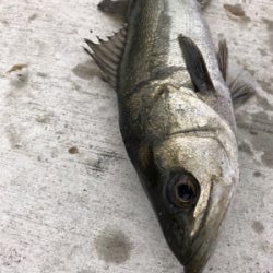 エビ撒き　朝マヅメに短時間で地合い