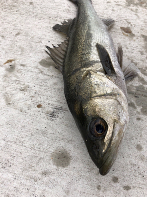 エビ撒き　朝マヅメに短時間で地合い
